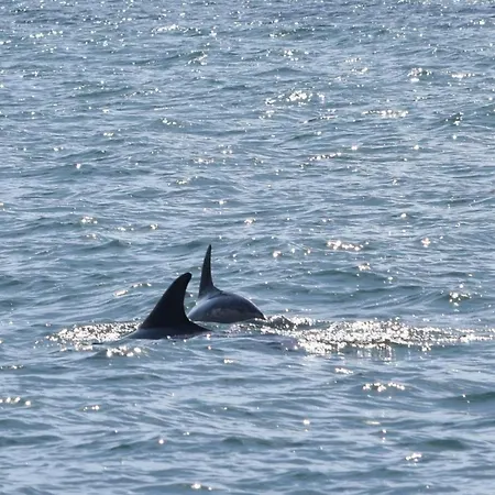 Ferienhaus Hotdog House Filey Detached Pet Friendly Eco-house *